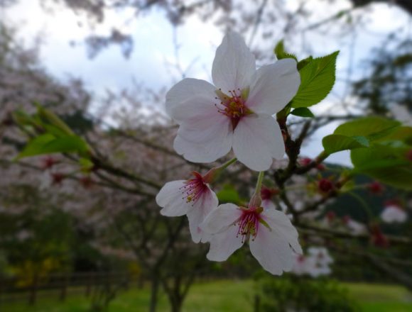 近所の公園の桜