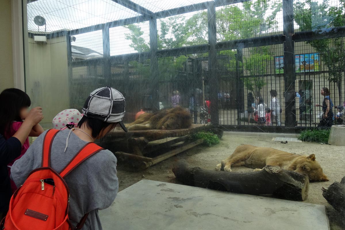 京都市動物園のライオン