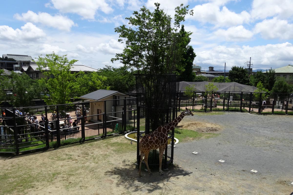 京都市動物園のキリン