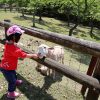 めえめえ牧場で羊に餌をやるダウン症の娘